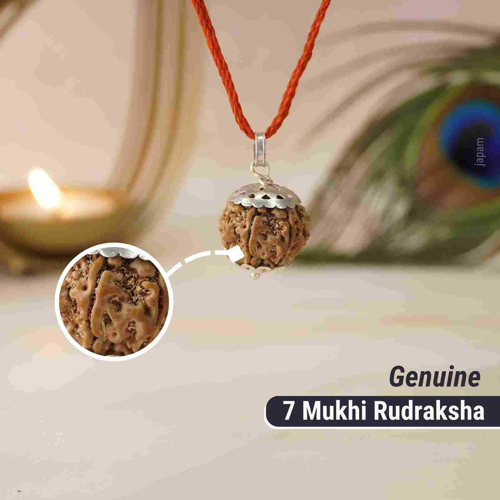 7 Mukhi Nepali Rudraksha - Saat Mukhi - Image 3